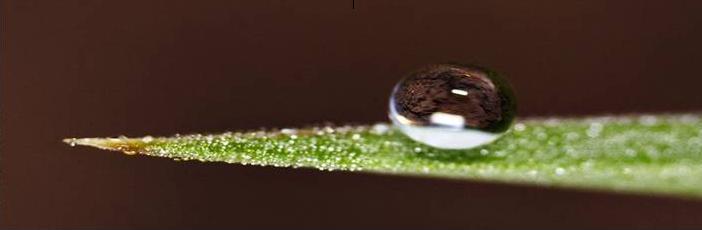 Wassertropfen auf Blatt